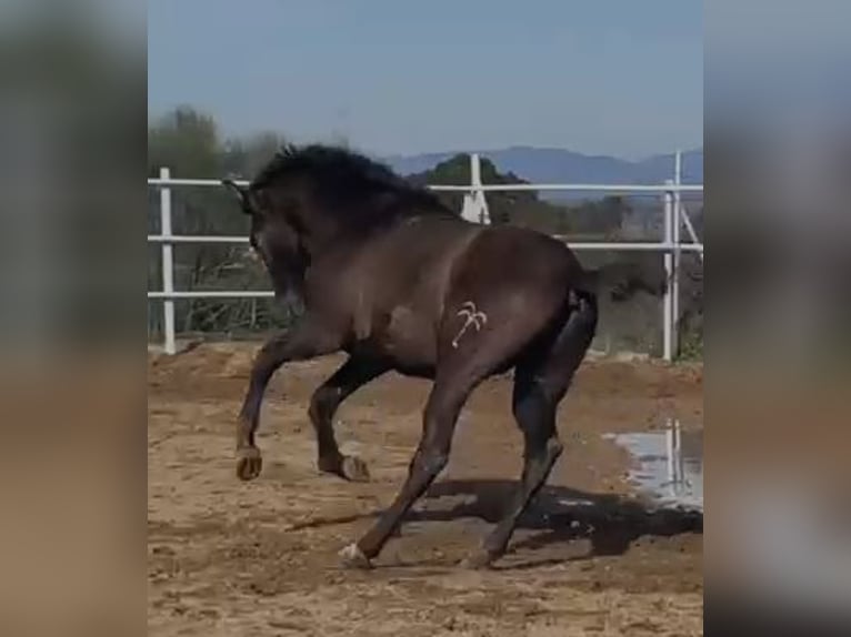 PRE Mix Gelding 1 year 14,2 hh Gray in Navalvillar De Pela