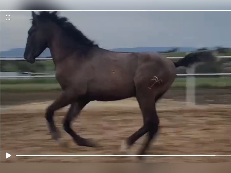 PRE Mix Gelding 1 year 14,2 hh Gray in Navalvillar De Pela