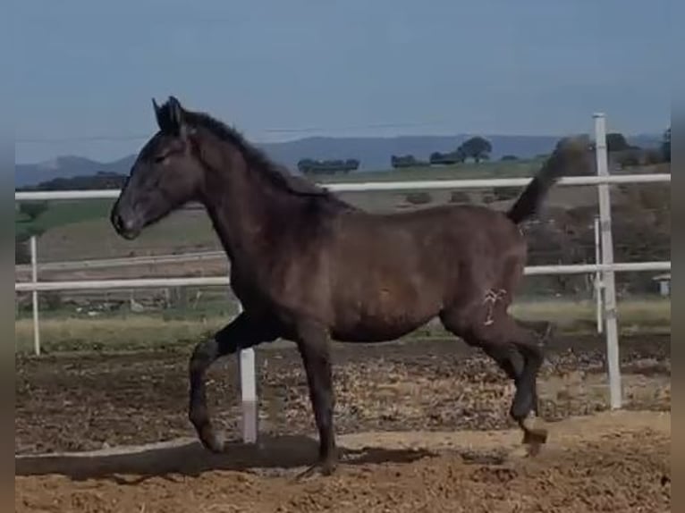 PRE Mix Gelding 1 year 14,2 hh Gray in Navalvillar De Pela