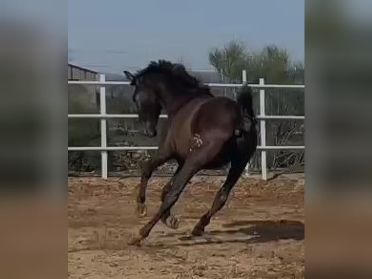 PRE Mix Gelding 1 year 14,2 hh Gray in Navalvillar De Pela