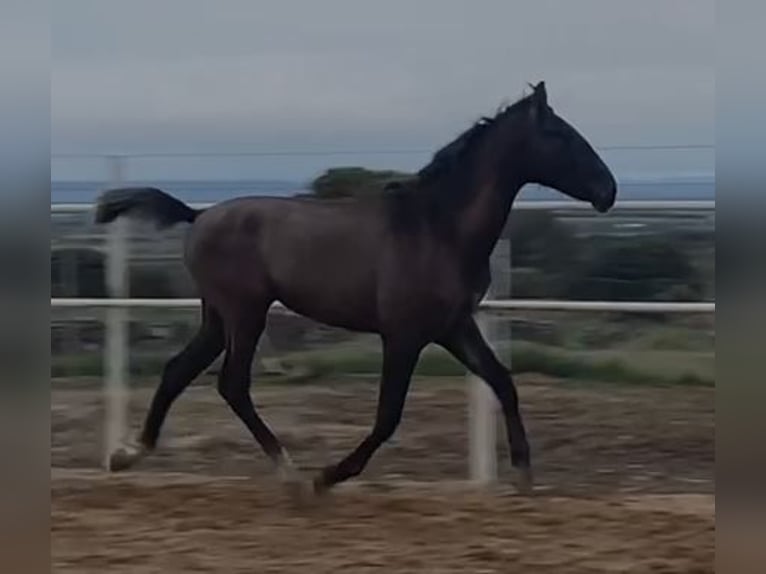 PRE Mix Gelding 1 year 14,2 hh Gray in Navalvillar De Pela
