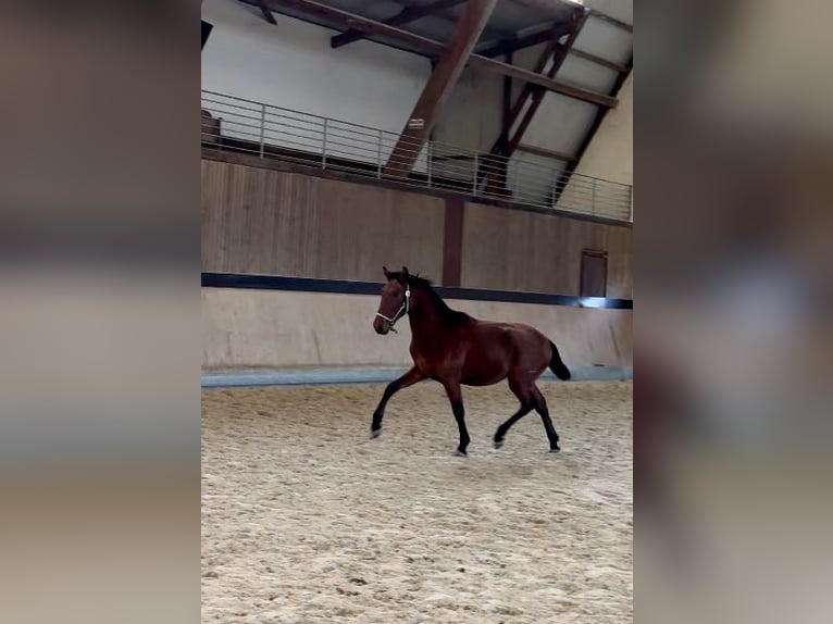 PRE Mix Gelding 1 year 15,2 hh Brown in WarendorfWarendorf