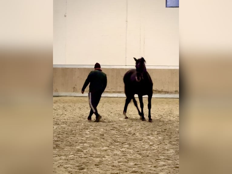 PRE Mix Gelding 1 year 15,2 hh Brown in WarendorfWarendorf