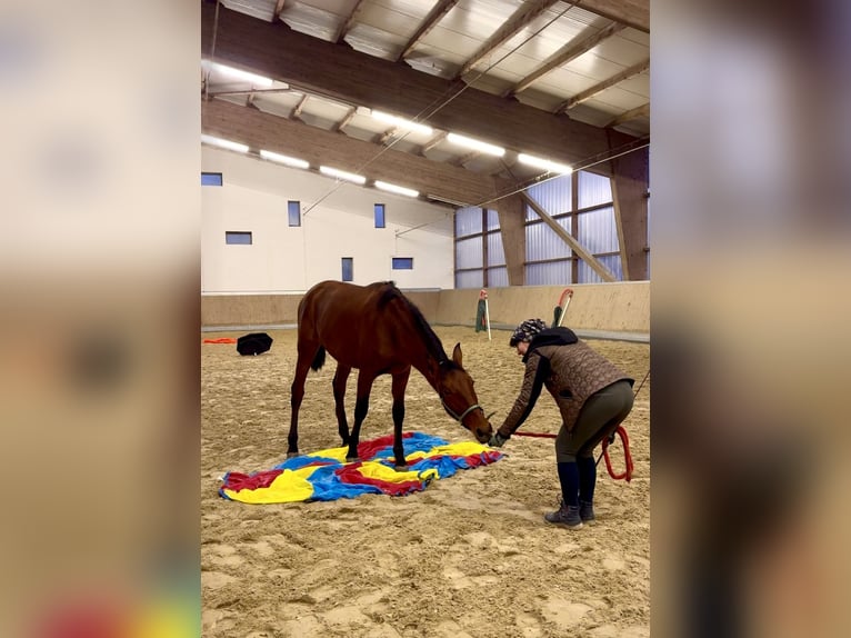 PRE Mix Gelding 1 year 15,2 hh Brown in WarendorfWarendorf