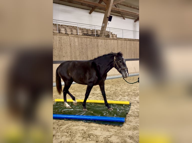 PRE Mix Gelding 1 year 15,2 hh Brown in WarendorfWarendorf