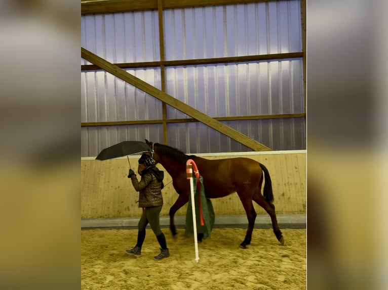 PRE Mix Gelding 1 year 15,2 hh Brown in WarendorfWarendorf