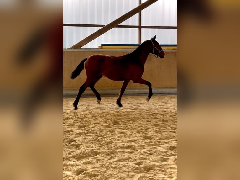 PRE Mix Gelding 1 year 15,2 hh Brown in WarendorfWarendorf