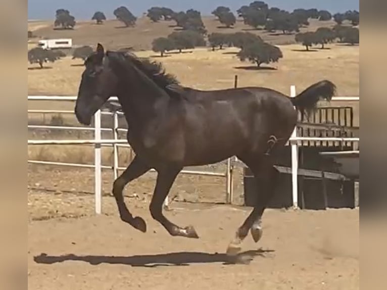 PRE Gelding 1 year 15,2 hh Grey in Navalvillar De Pela