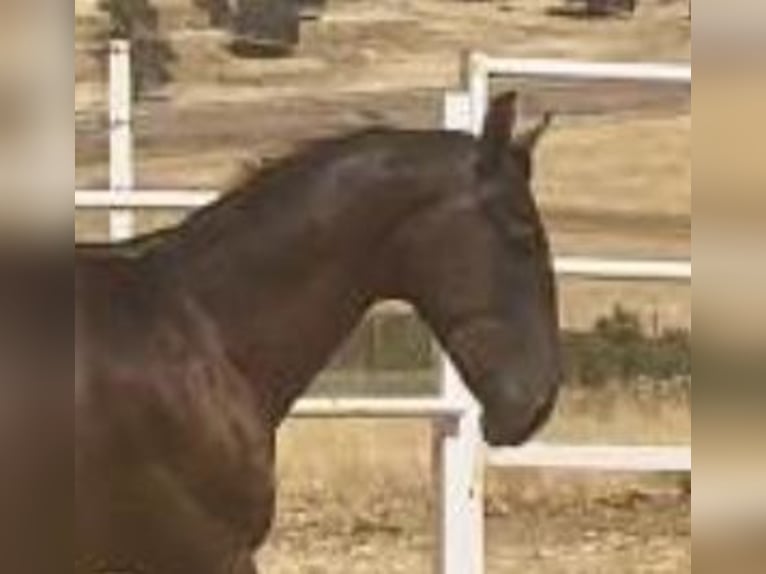 PRE Gelding 1 year 15,2 hh Grey in Navalvillar De Pela