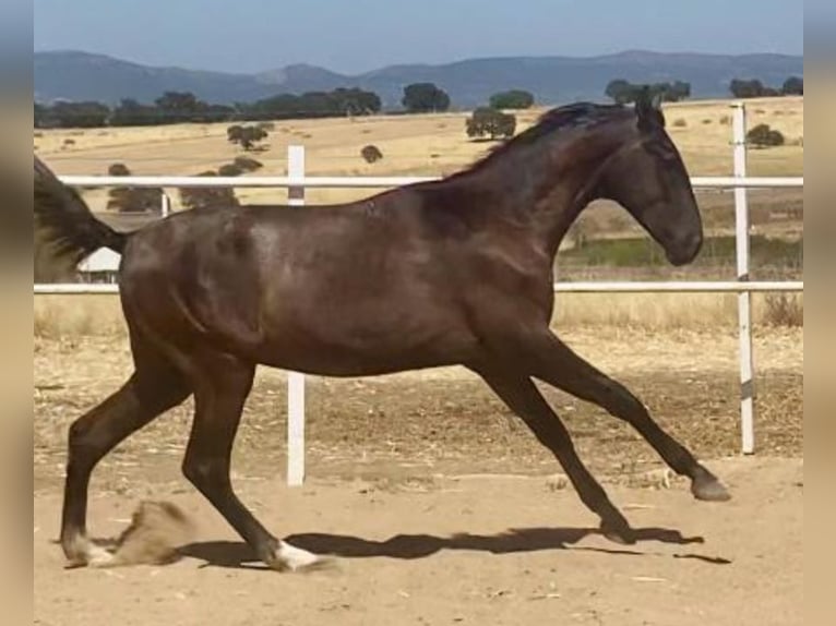 PRE Gelding 1 year 15,2 hh Grey in Navalvillar De Pela