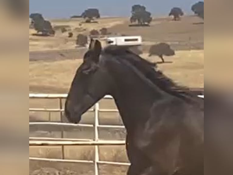 PRE Gelding 1 year 15,2 hh Grey in Navalvillar De Pela