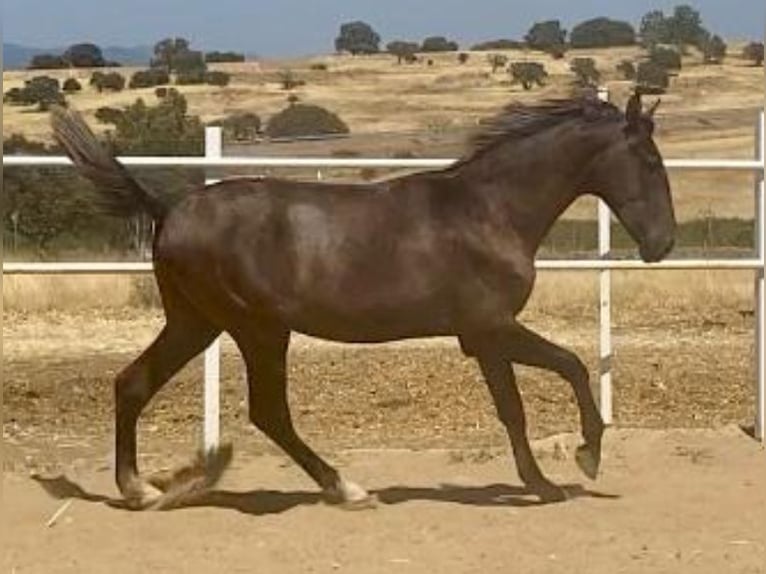 PRE Gelding 1 year 15,2 hh Grey in Navalvillar De Pela