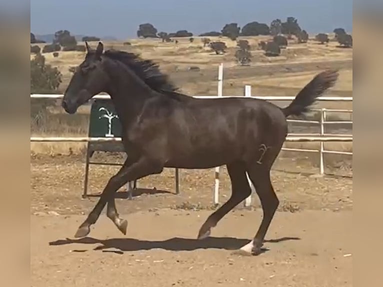 PRE Gelding 1 year 15,2 hh Grey in Navalvillar De Pela