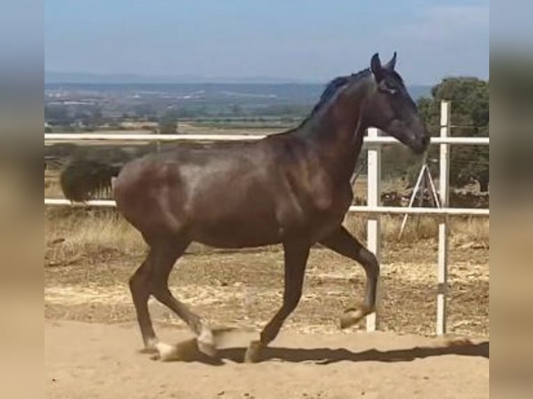 PRE Gelding 1 year 15,2 hh Grey in Navalvillar De Pela