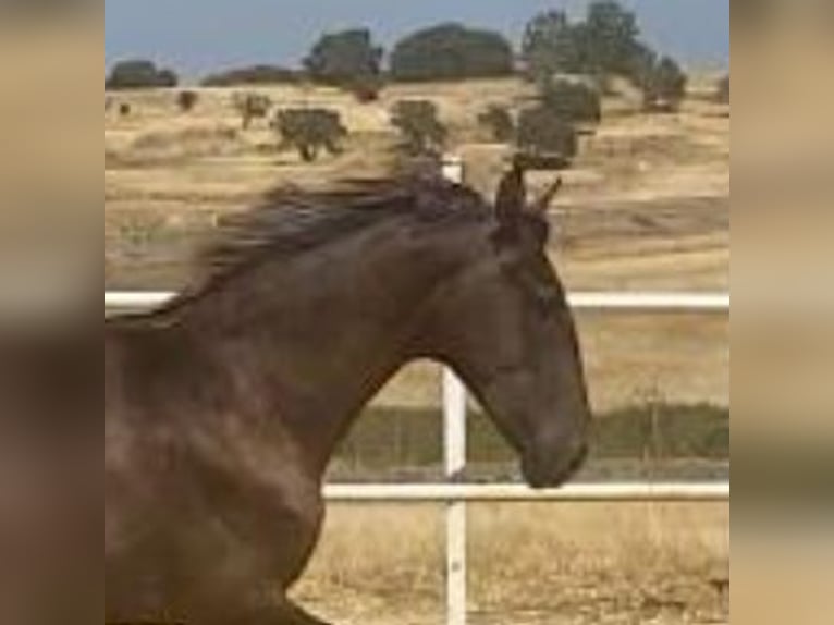 PRE Gelding 1 year 15,2 hh Grey in Navalvillar De Pela