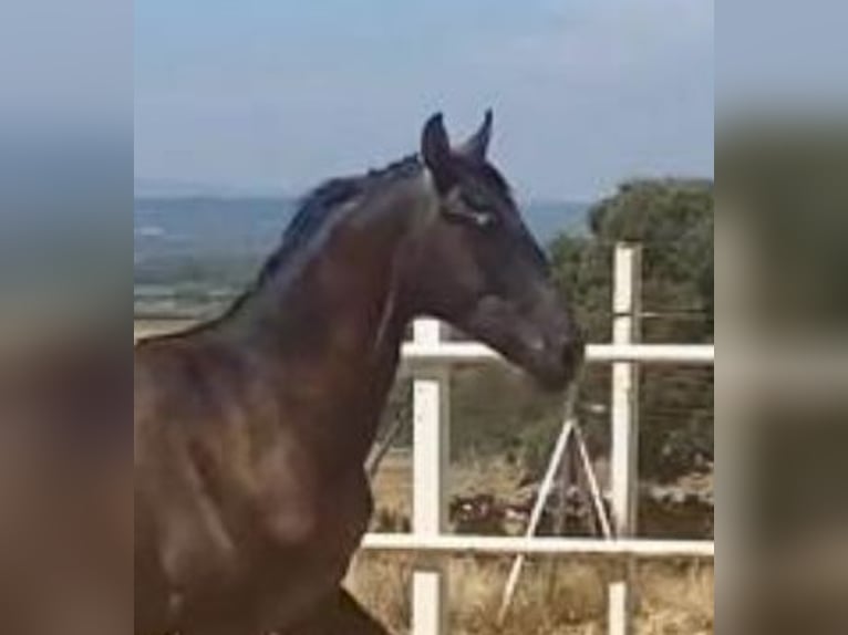 PRE Gelding 1 year 15,2 hh Grey in Navalvillar De Pela