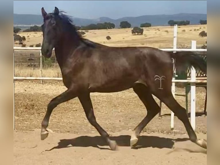 PRE Gelding 1 year 15,2 hh Grey in Navalvillar De Pela