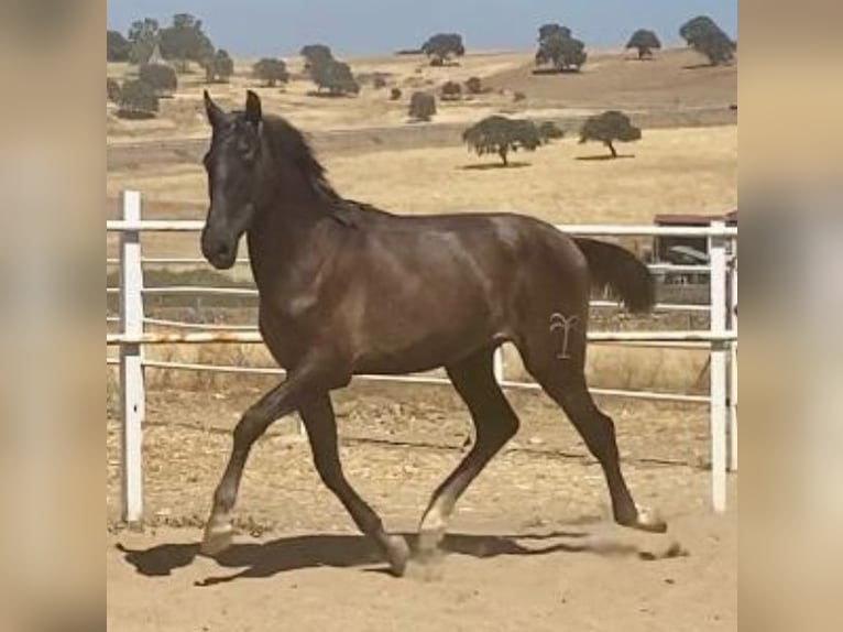 PRE Gelding 1 year 15,2 hh Grey in Navalvillar De Pela