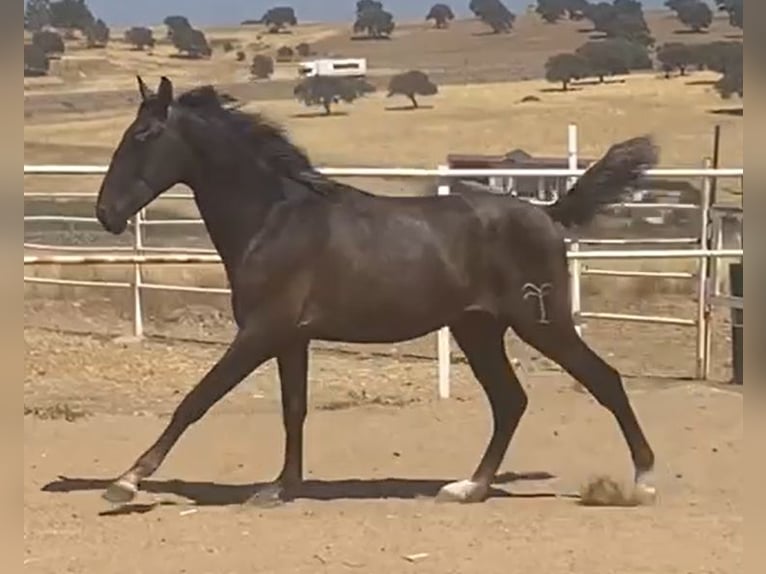PRE Gelding 1 year 15,2 hh Grey in Navalvillar De Pela