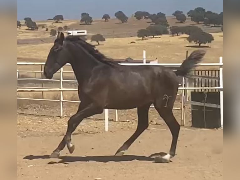 PRE Gelding 1 year 15,2 hh Grey in Navalvillar De Pela