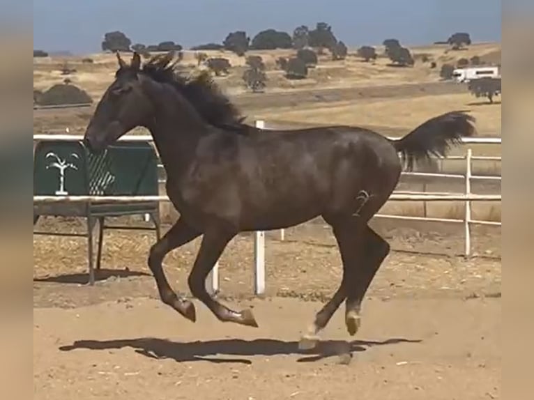 PRE Gelding 1 year 15,2 hh Grey in Navalvillar De Pela