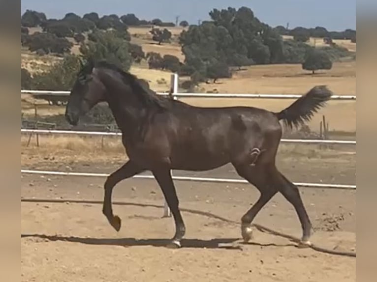 PRE Gelding 1 year 15,2 hh Grey in Navalvillar De Pela