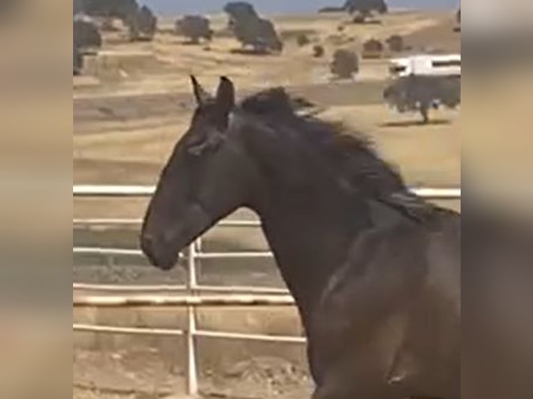 PRE Gelding 1 year 15,2 hh Grey in Navalvillar De Pela