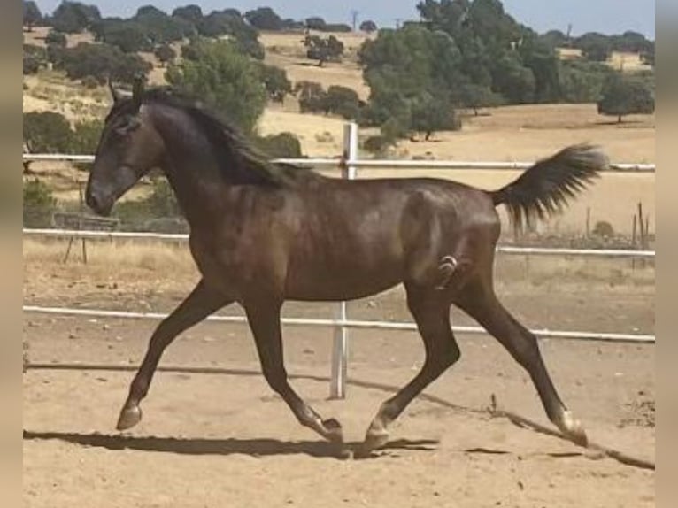 PRE Gelding 1 year 15,2 hh Grey in Navalvillar De Pela