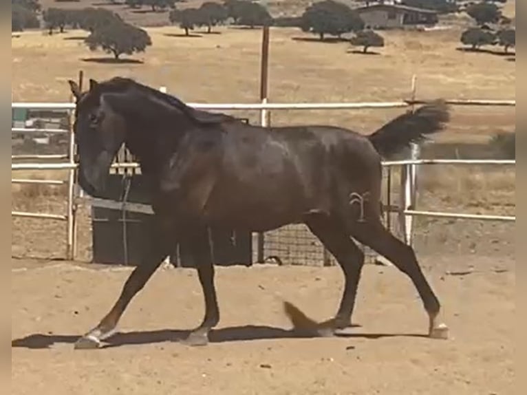 PRE Gelding 1 year 15,2 hh Grey in Navalvillar De Pela