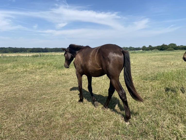 PRE Mix Gelding 1 year 16.1 hh Black in Rilland