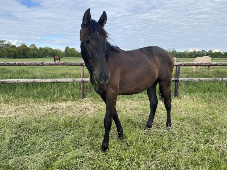 PRE Mix Gelding 1 year 16.1 hh Black in Rilland