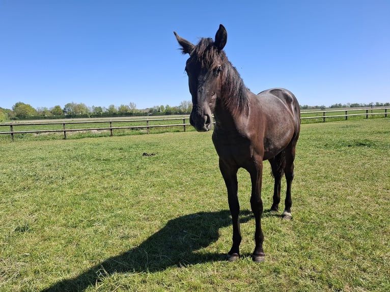 PRE Mix Gelding 1 year 16.1 hh Black in Rilland