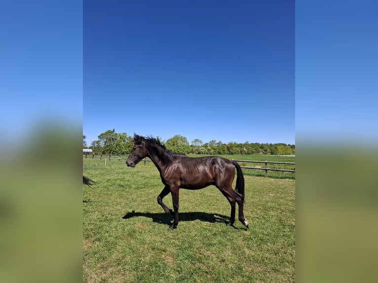 PRE Mix Gelding 1 year 16.1 hh Black in Rilland