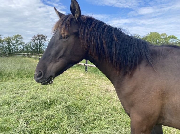 PRE Mix Gelding 1 year 16.1 hh Black in Rilland