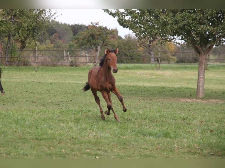 PRE Mix Gelding 1 year 16 hh Brown in Balingen