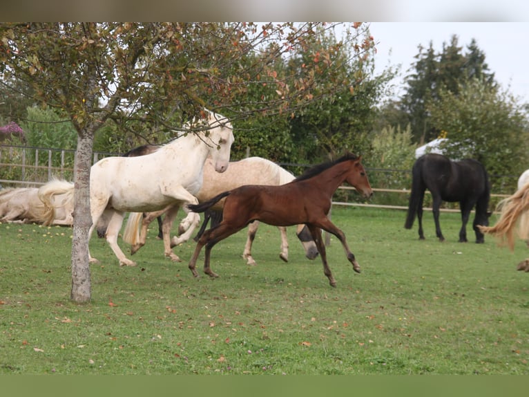 PRE Mix Gelding 1 year 16 hh Brown in Balingen