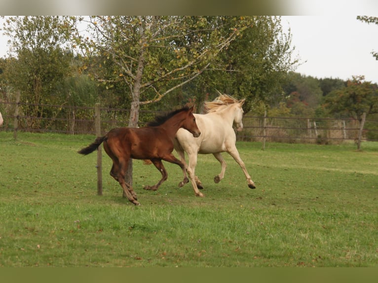 PRE Mix Gelding 1 year 16 hh Brown in Balingen