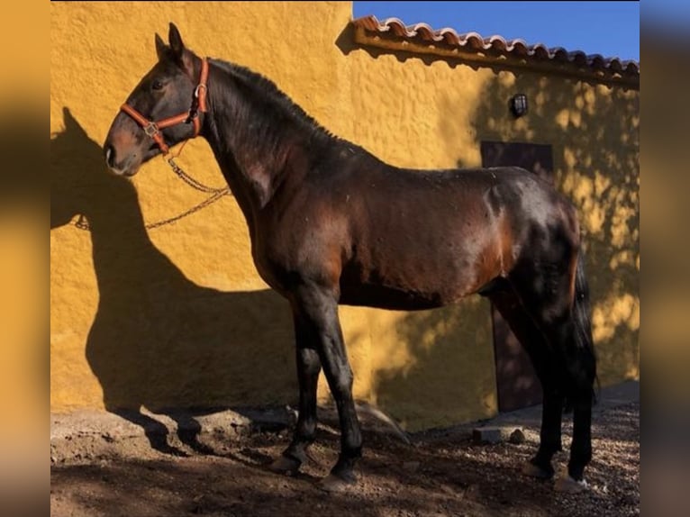 PRE Mix Gelding 1 year 16 hh Grey in Córdoba