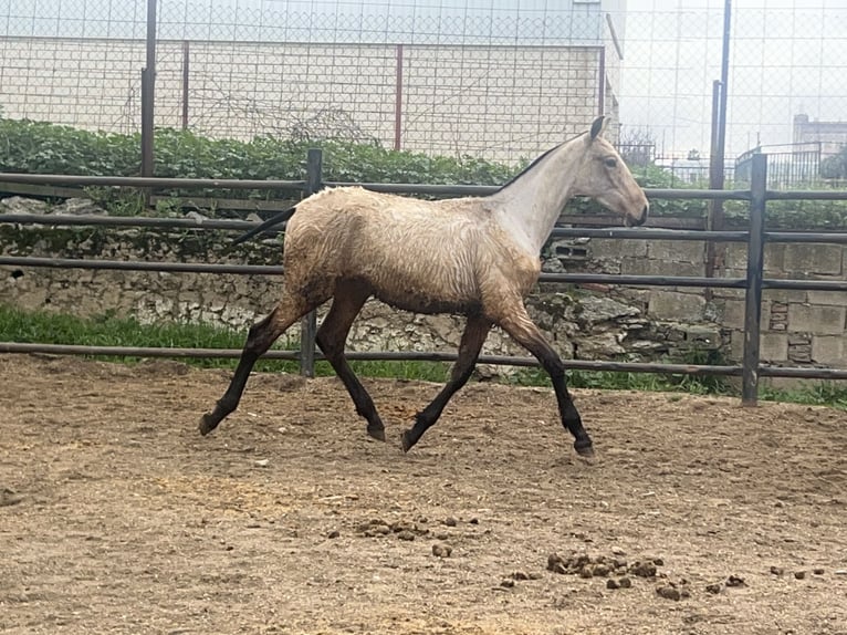 PRE Gelding 1 year Dun in Santa Marta