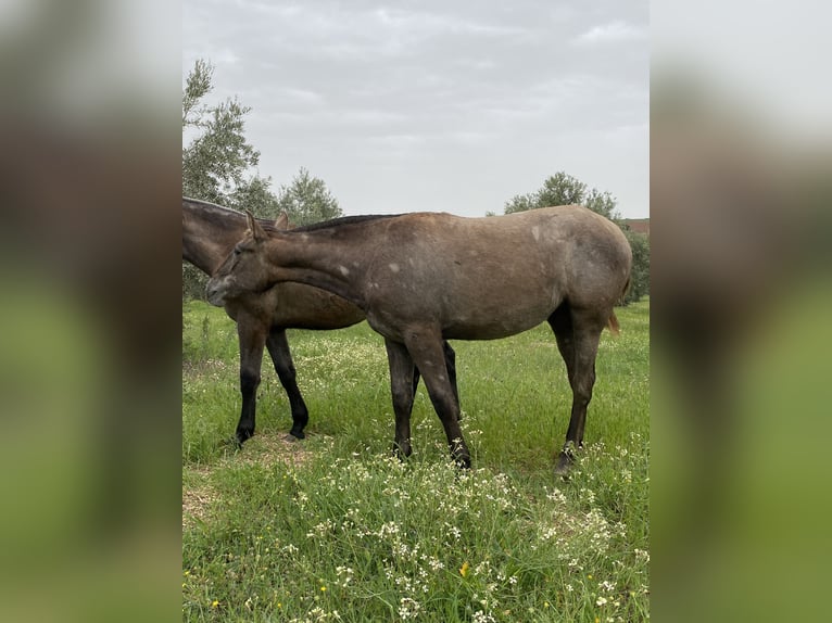 PRE Gelding 1 year Grey in Puertollano