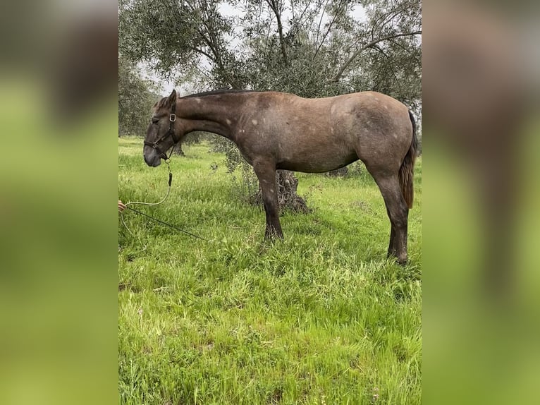 PRE Gelding 1 year Grey in Puertollano
