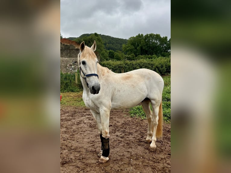 PRE Gelding 20 years 15.3 hh Grey in Santander