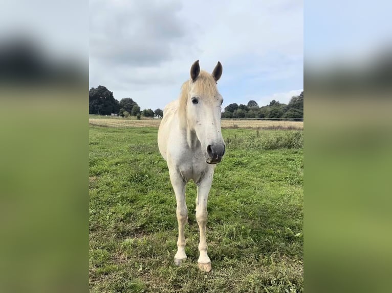 PRE Gelding 20 years 15.3 hh Grey in Santander