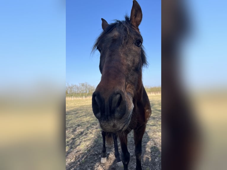 PRE Mix Gelding 20 years 15,2 hh Brown in Brodersdor
