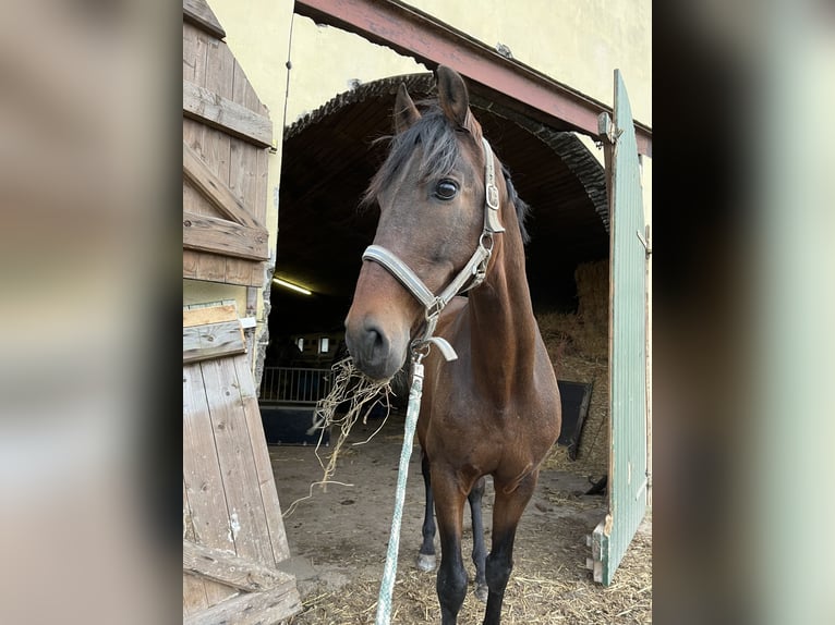 PRE Mix Gelding 20 years 15,2 hh Brown in Brodersdor