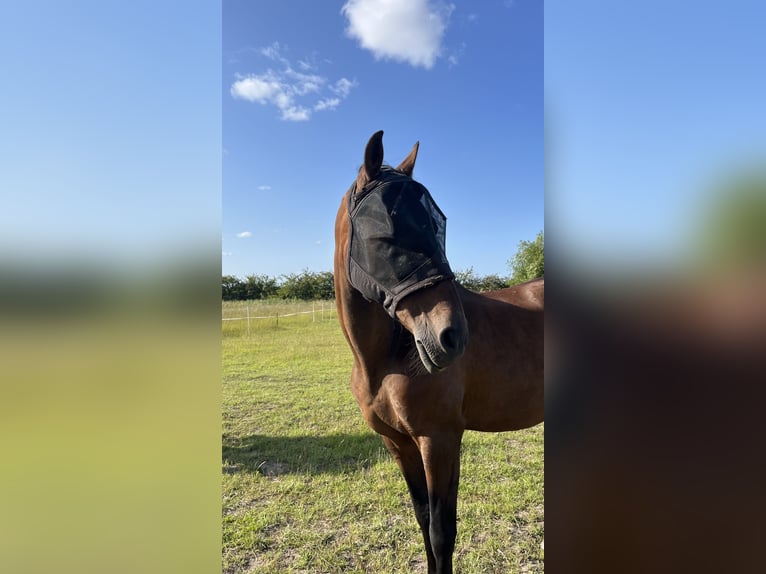 PRE Mix Gelding 20 years 15,2 hh Brown in Brodersdor