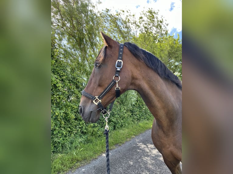 PRE Mix Gelding 20 years 15,2 hh Brown in Brodersdor