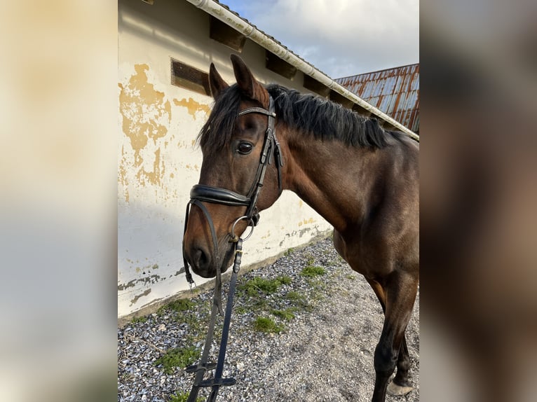 PRE Mix Gelding 20 years 15,2 hh Brown in Brodersdor