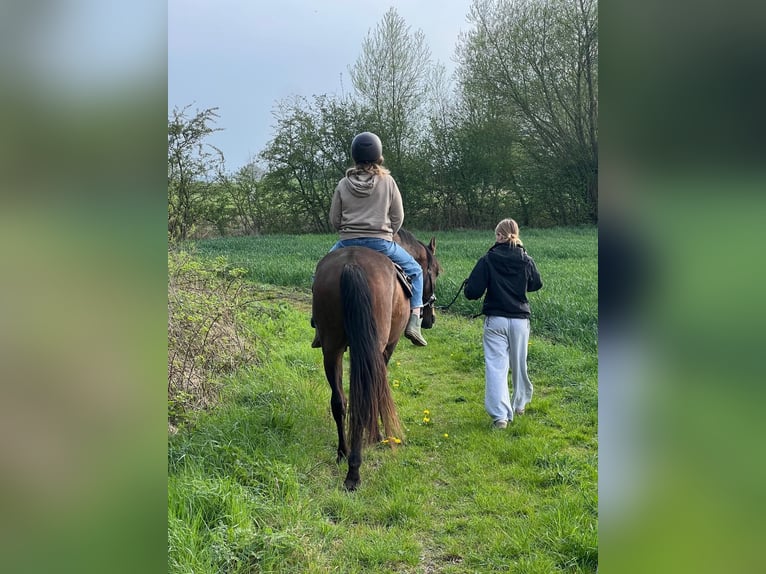 PRE Mix Gelding 20 years 15,2 hh Brown in Brodersdor