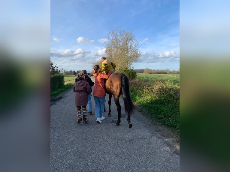 PRE Mix Gelding 20 years 15,2 hh Brown in Brodersdor
